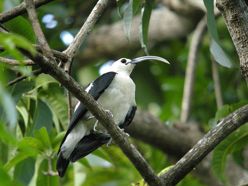 弯嘴鵙 / Sickle-billed Vanga / Falculea palliata