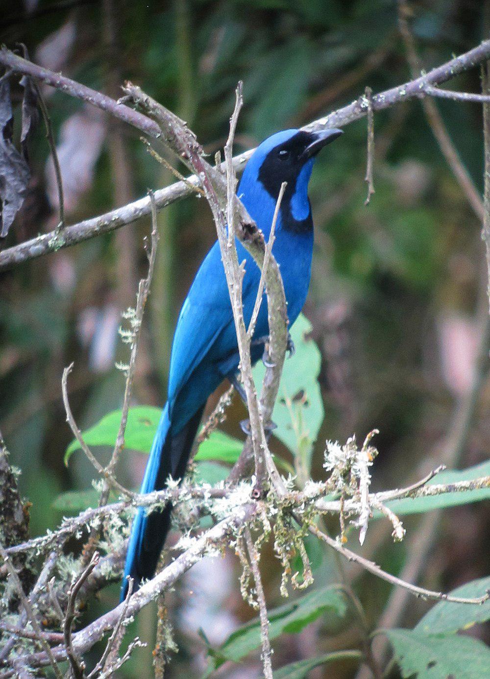 黑领蓝头鹊 / Black-collared Jay / Cyanolyca armillata