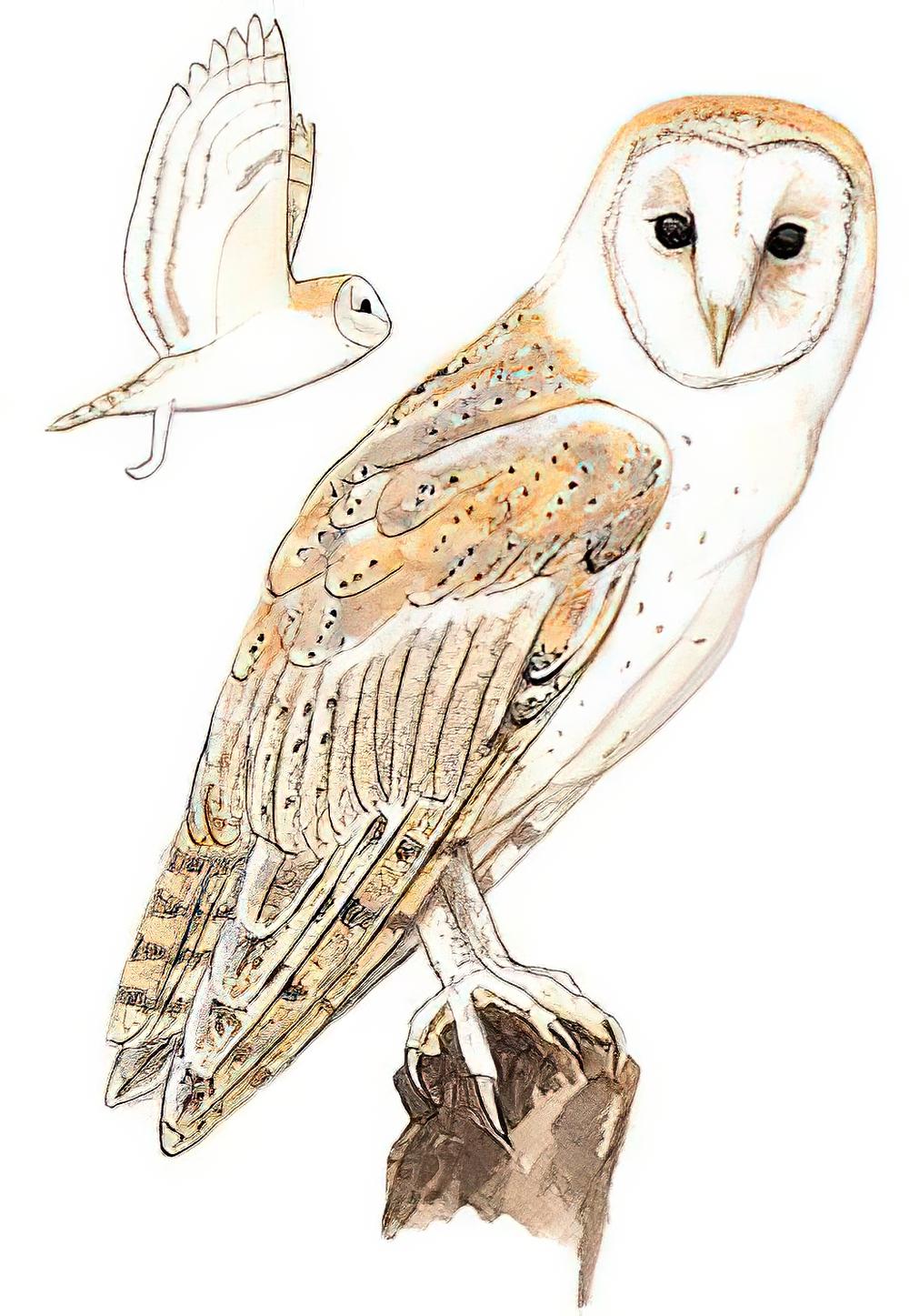 仓鸮 / Eastern Barn Owl / Tyto javanica