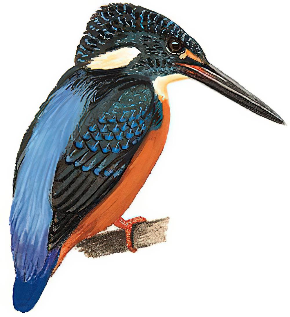 斑头大翠鸟 / Blyth\'s Kingfisher / Alcedo hercules