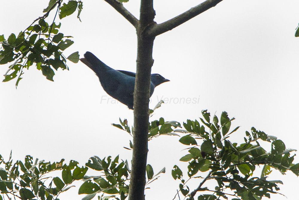 蓝鹃鵙 / Blue Cuckooshrike / Cyanograucalus azureus