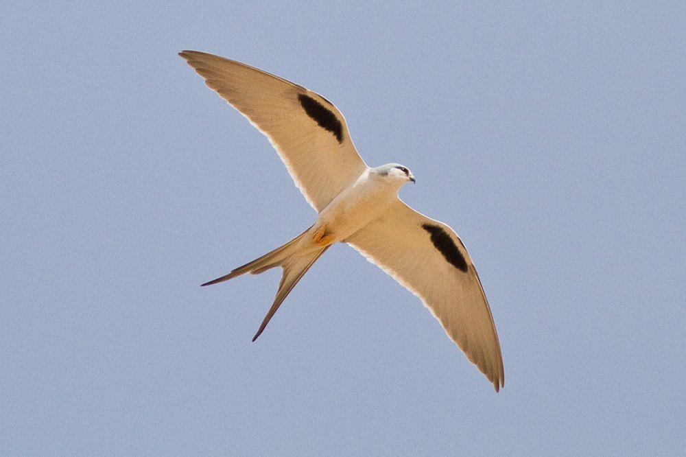 剪尾鸢 / Scissor-tailed Kite / Chelictinia riocourii