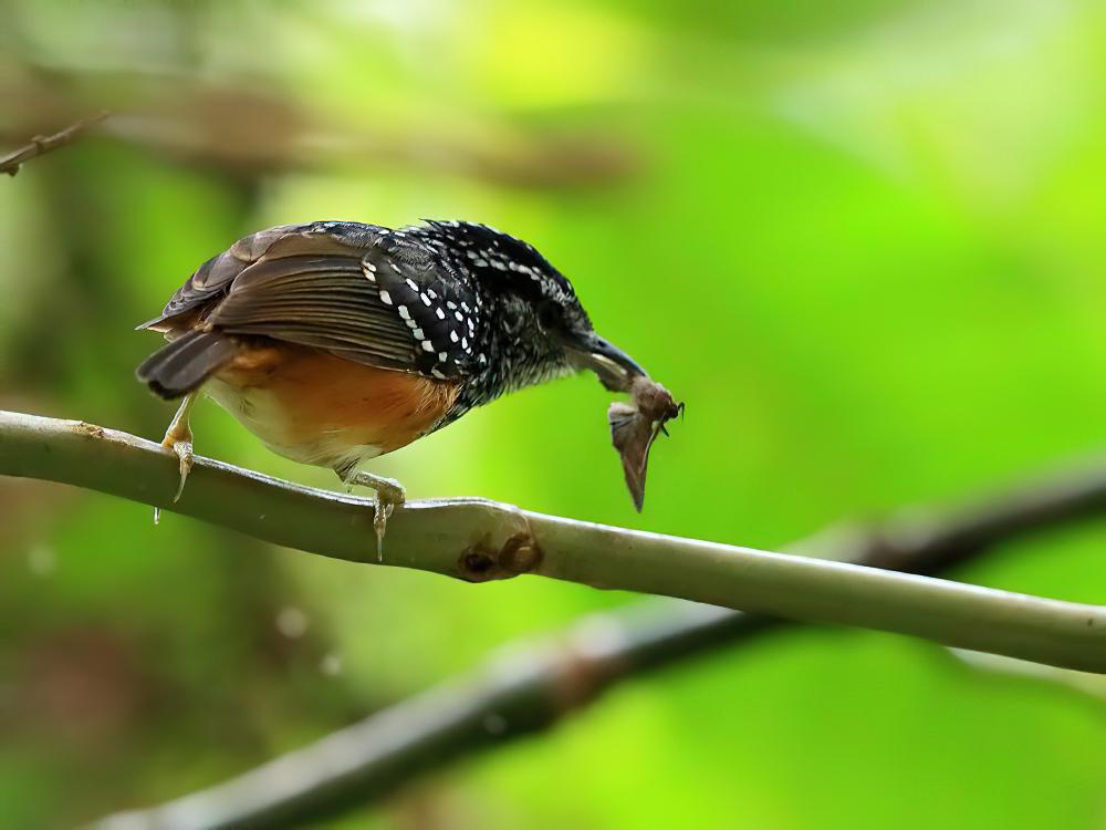 秘鲁歌蚁鸟 / Peruvian Warbling Antbird / Hypocnemis peruviana