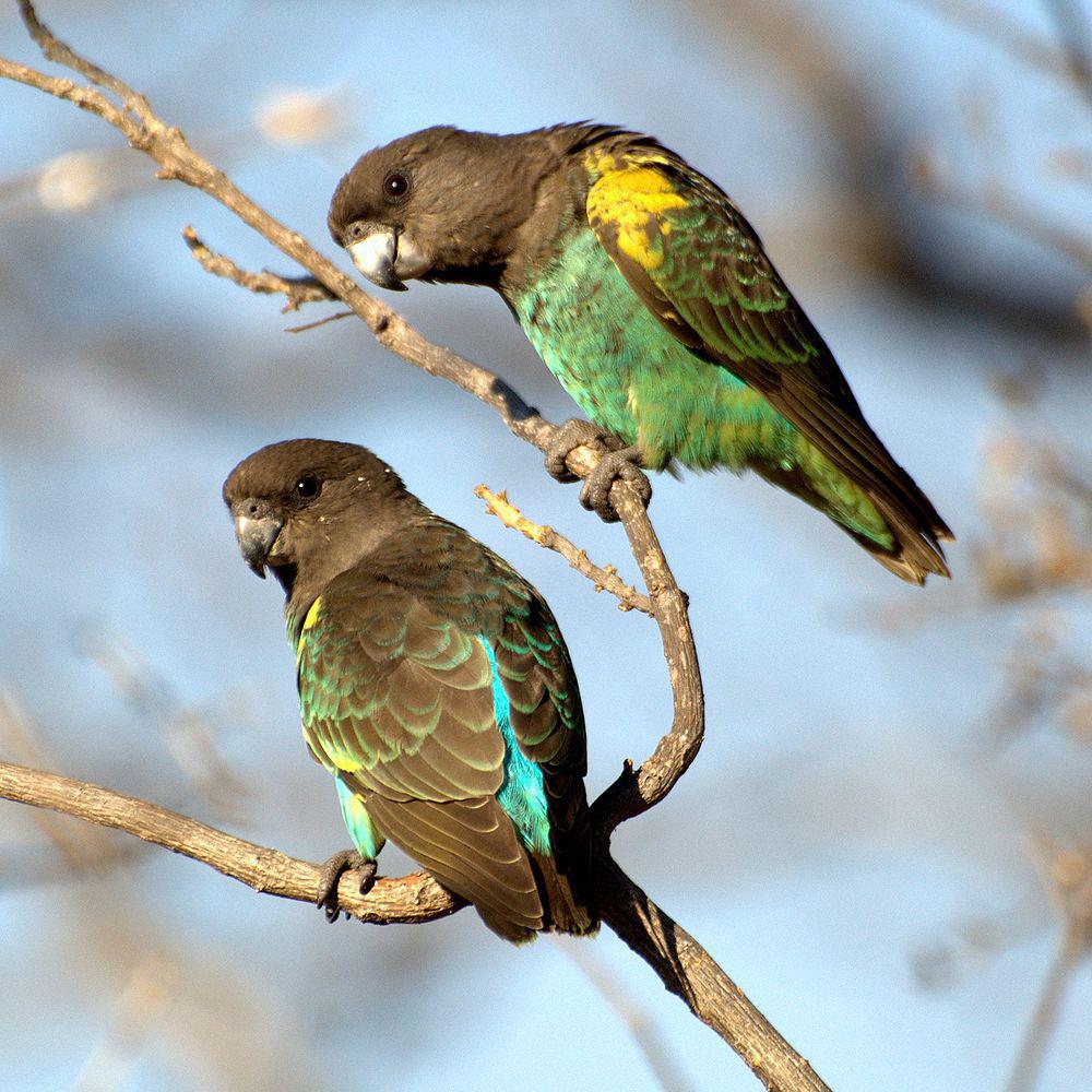 麦耶氏鹦鹉 / Meyer\'s Parrot / Poicephalus meyeri