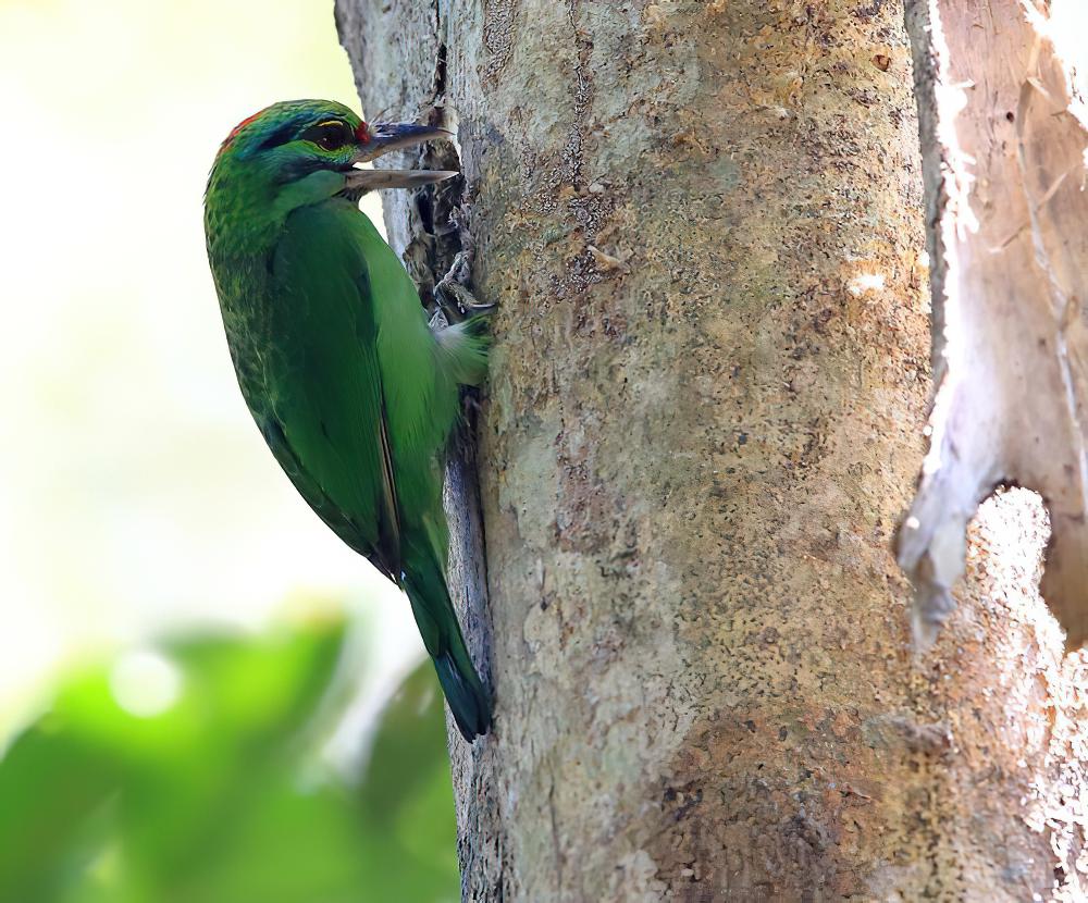 绿喉拟啄木鸟 / Turquoise-throated Barbet / Psilopogon chersonesus