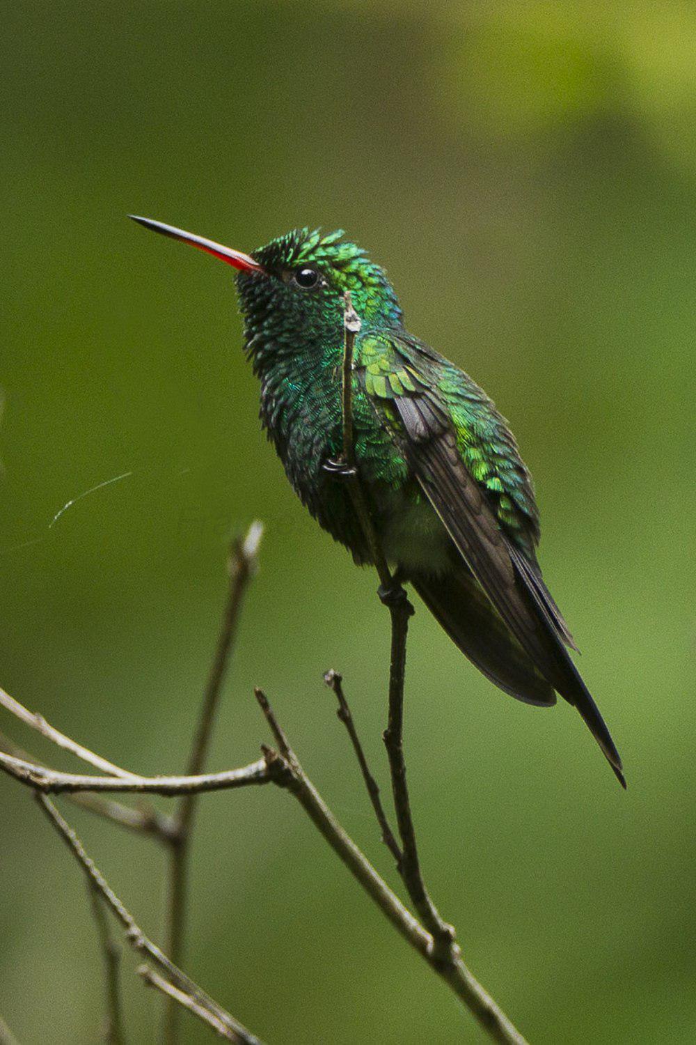 金腹翠蜂鸟 / Golden-crowned Emerald / Cynanthus auriceps