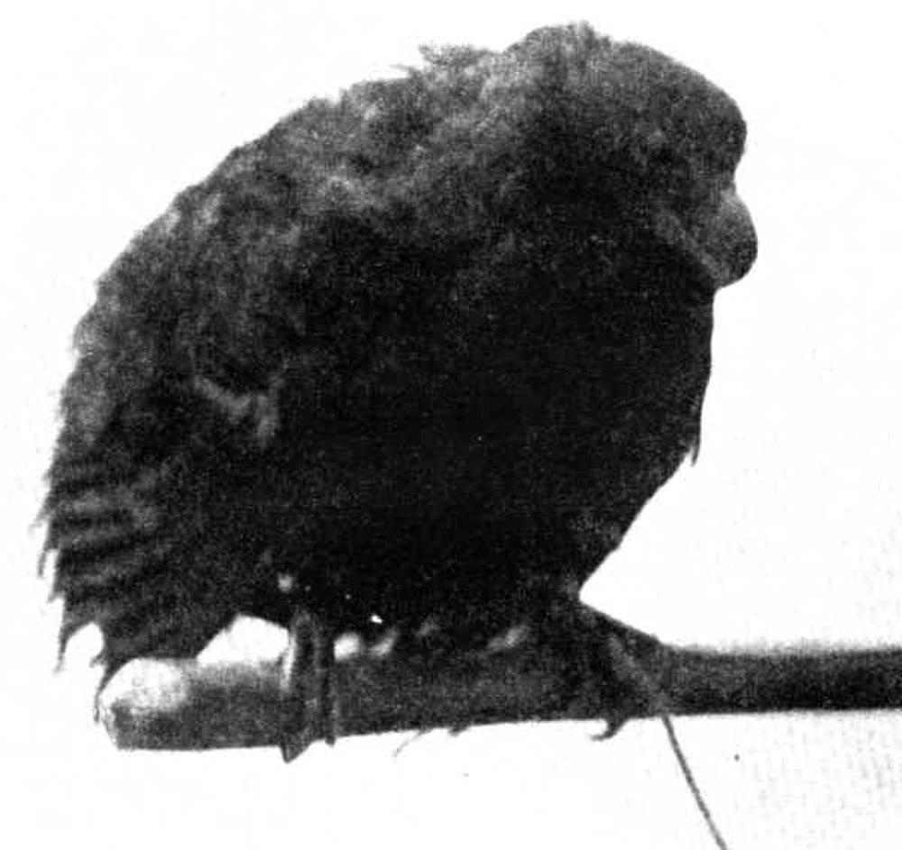 齿嘴鸠 / Tooth-billed Pigeon / Didunculus strigirostris