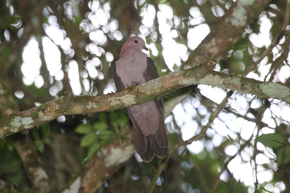短嘴鸽 / Short-billed Pigeon / Patagioenas nigrirostris