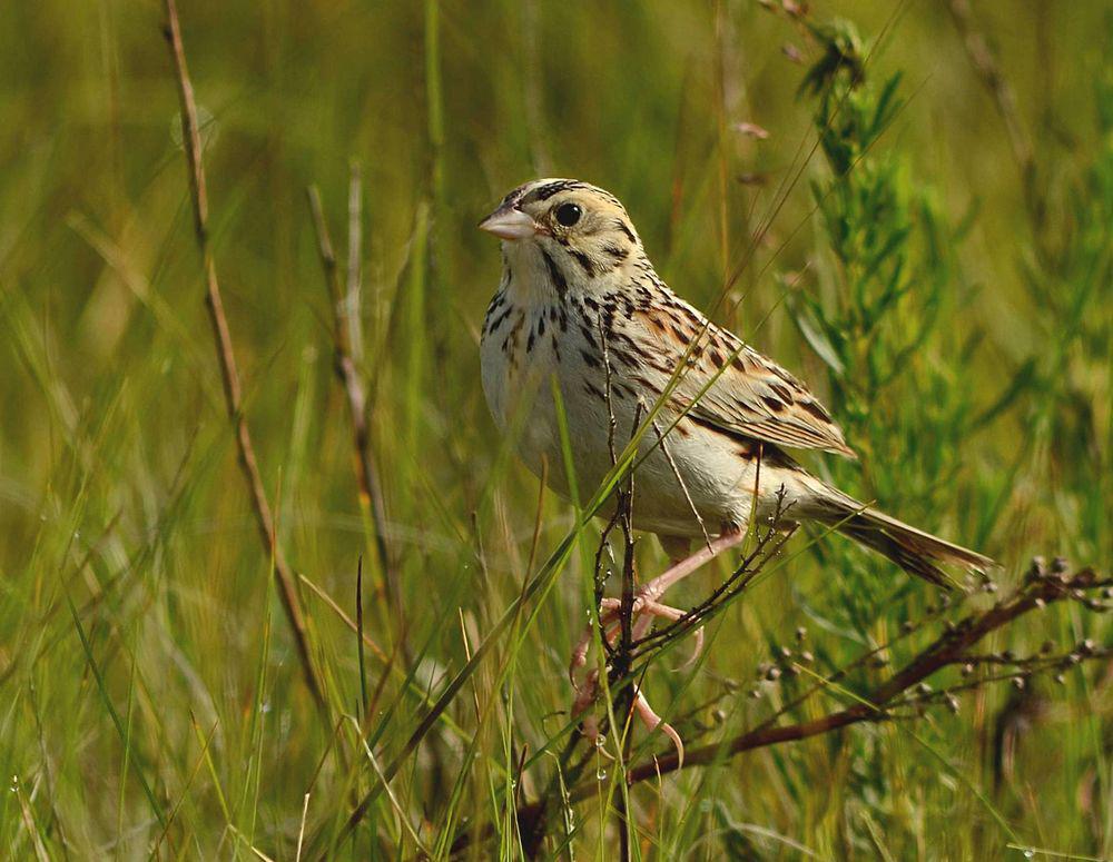 贝氏草鹀 / Baird\'s Sparrow / Centronyx bairdii