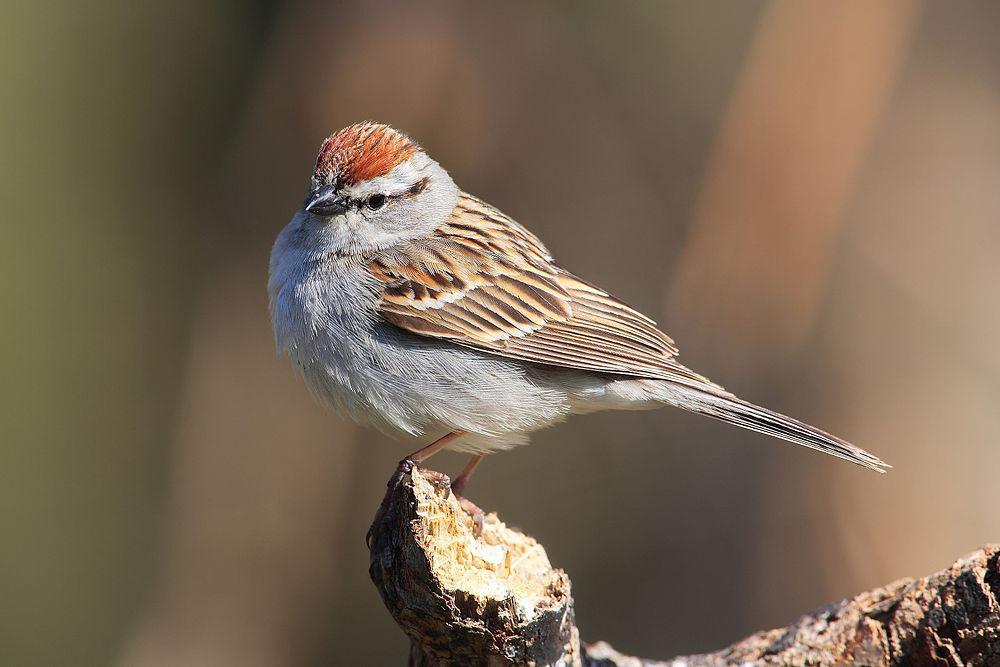 棕顶雀鹀 / Chipping Sparrow / Spizella passerina