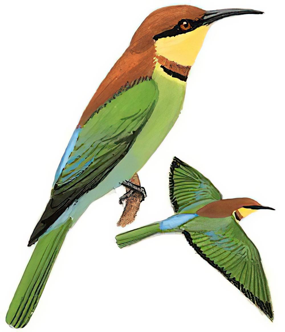 栗头蜂虎 / Chestnut-headed Bee-eater / Merops leschenaulti