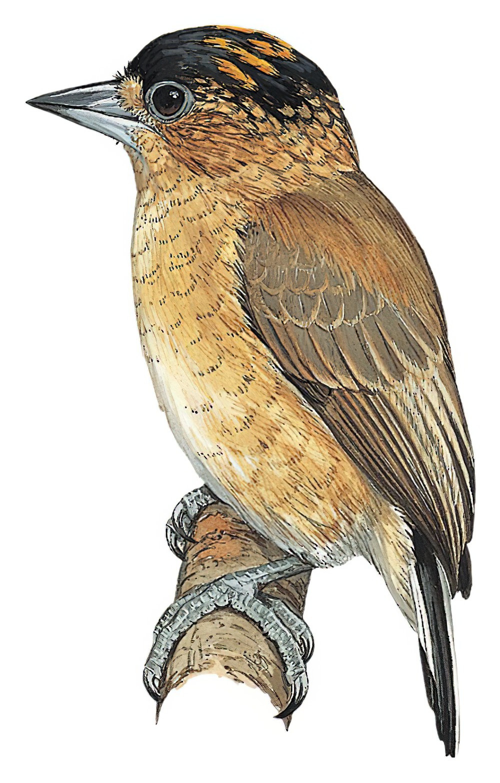 锈颈姬啄木鸟 / Rusty-necked Piculet / Picumnus fuscus