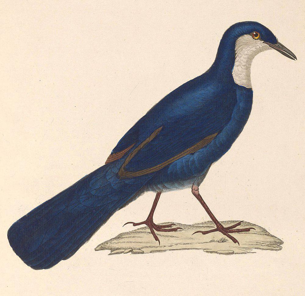 蓝丽鸫 / Blue Jewel-babbler / Ptilorrhoa caerulescens