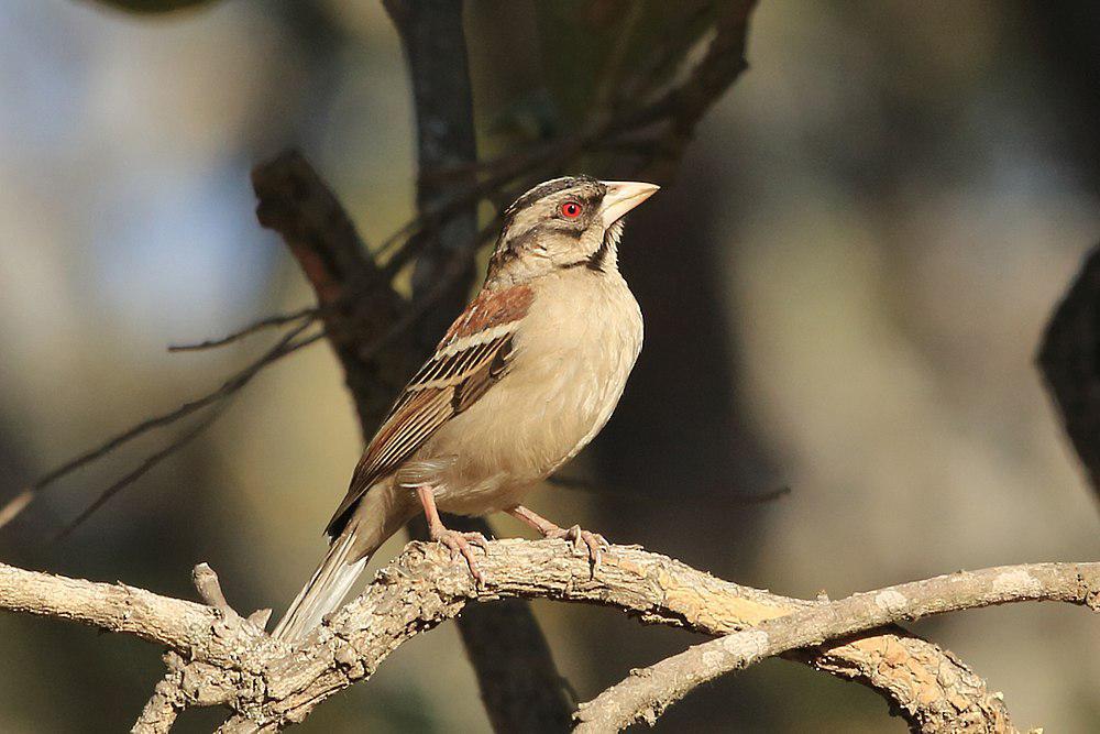栗背织雀 / Chestnut-backed Sparrow-Weaver / Plocepasser rufoscapulatus