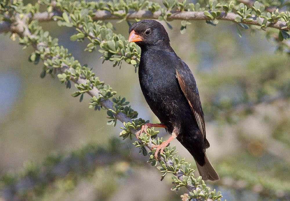 靛蓝维达鸟 / Village Indigobird / Vidua chalybeata