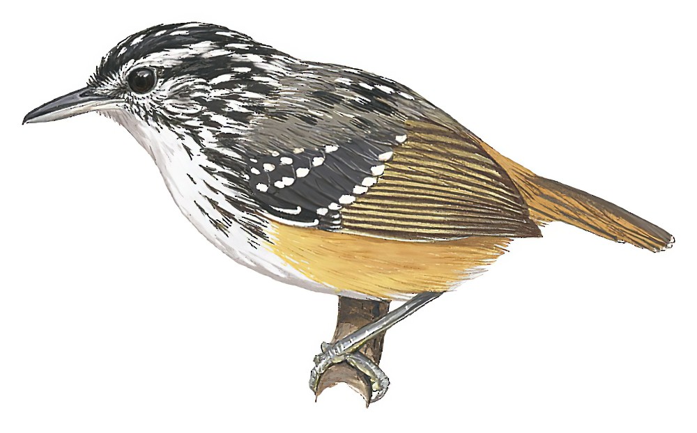 隆多尼亚歌蚁鸟 / Rondonia Warbling Antbird / Hypocnemis ochrogyna