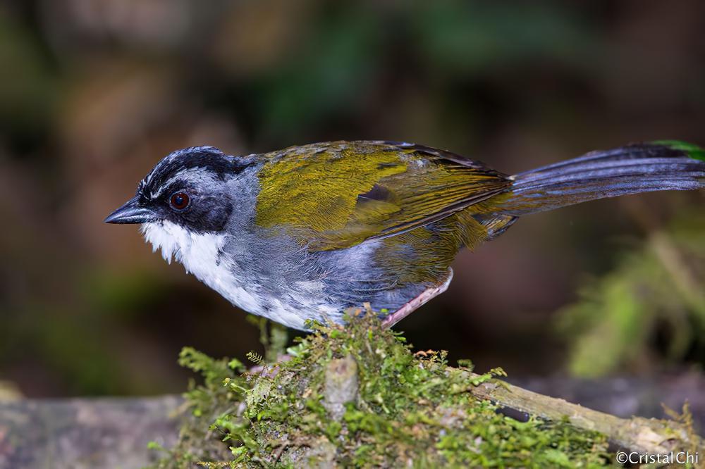 灰眉薮雀 / Grey-browed Brushfinch / Arremon assimilis