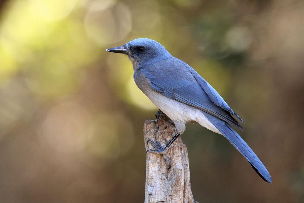 墨西哥丛鸦 / Mexican Jay / Aphelocoma wollweberi