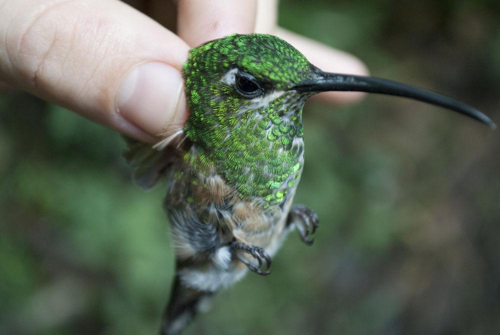 棕尾刀翅蜂鸟 / Lazuline Sabrewing / Campylopterus falcatus