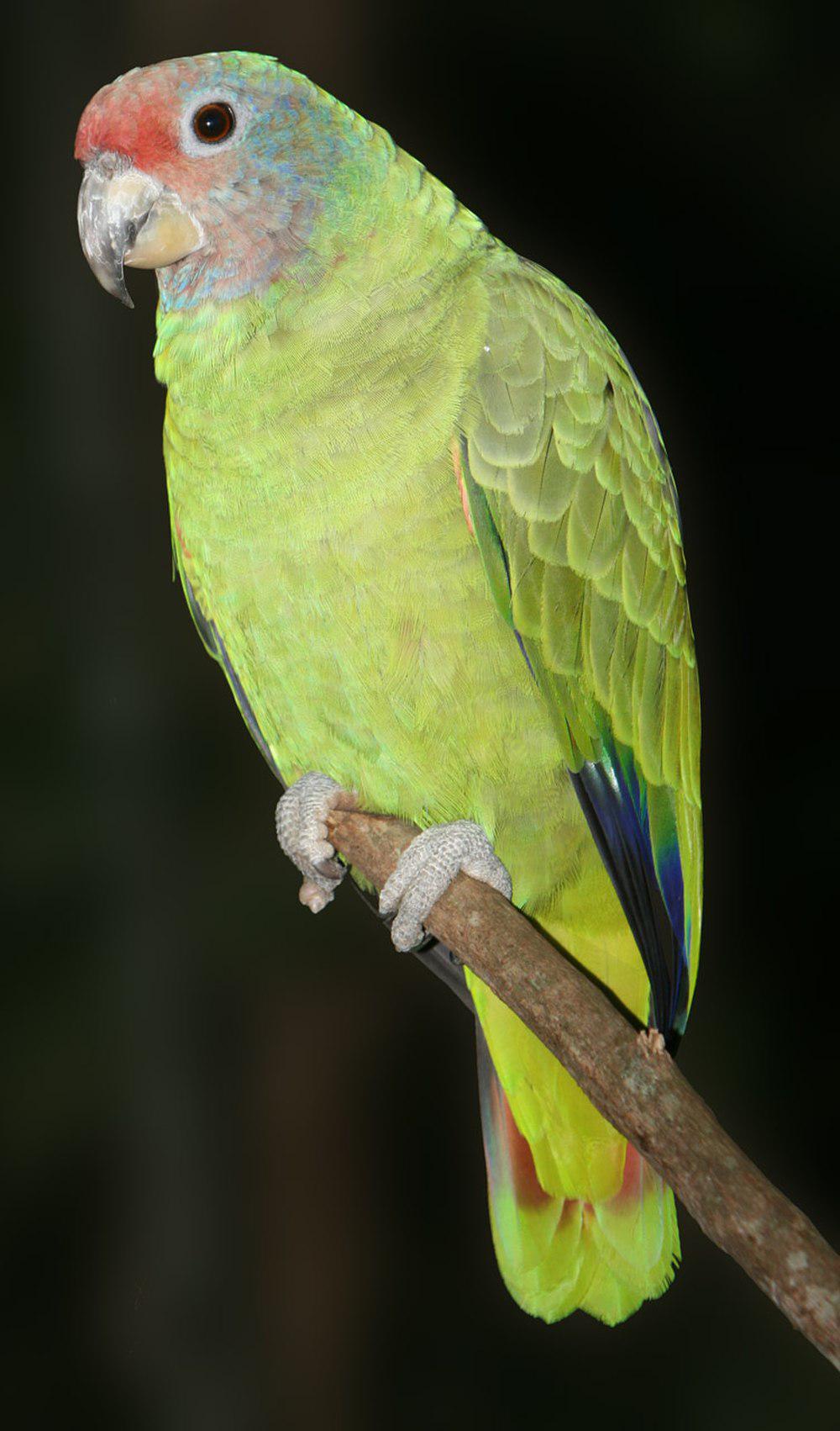 红尾鹦哥 / Red-tailed Amazon / Amazona brasiliensis