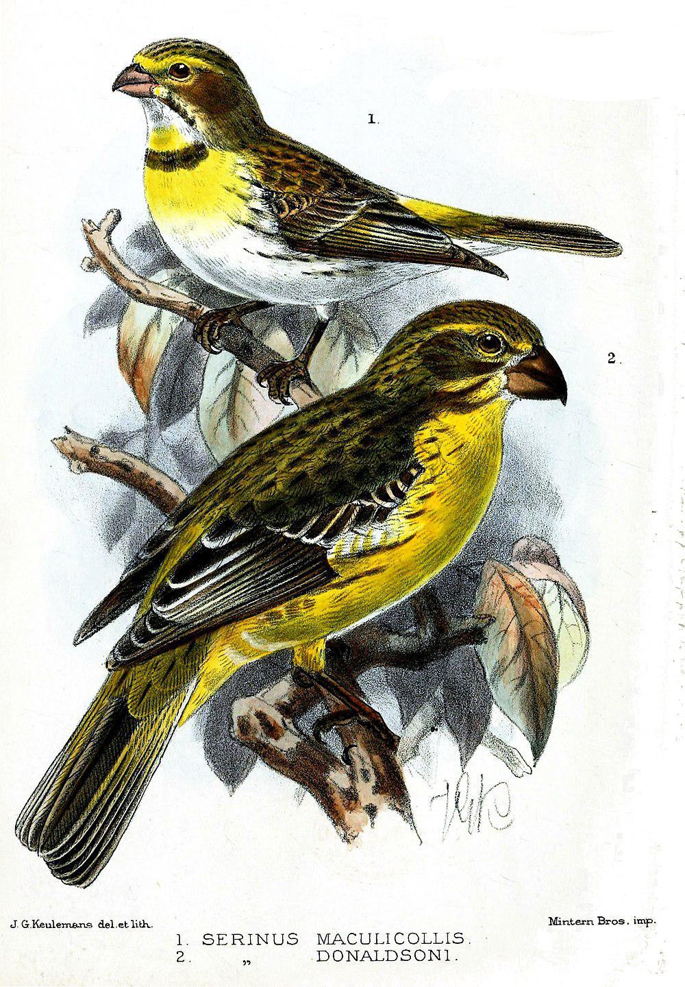 北厚嘴丝雀 / Northern Grosbeak-Canary / Crithagra donaldsoni