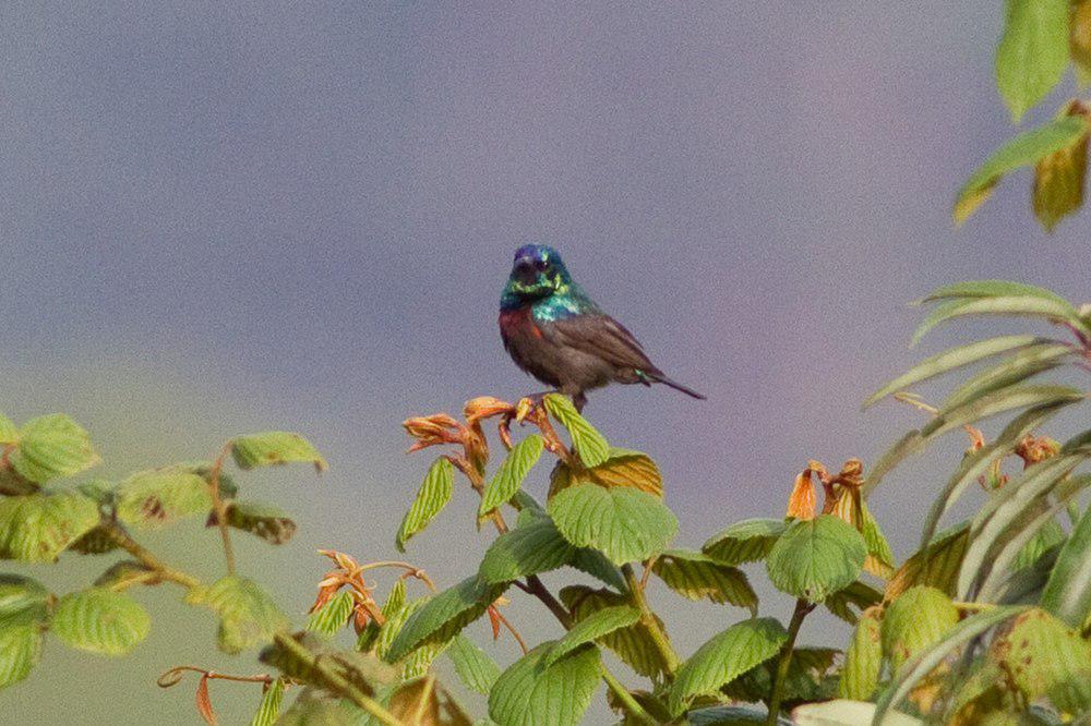 南非橙簇花蜜鸟 / Orange-tufted Sunbird / Cinnyris bouvieri