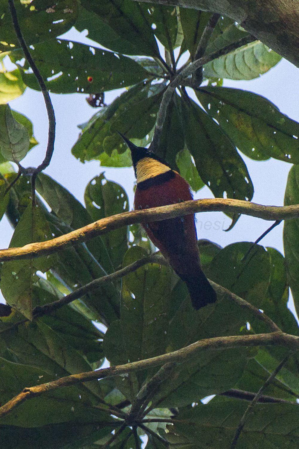 黄喉花蜜鸟 / Buff-throated Sunbird / Chalcomitra adelberti