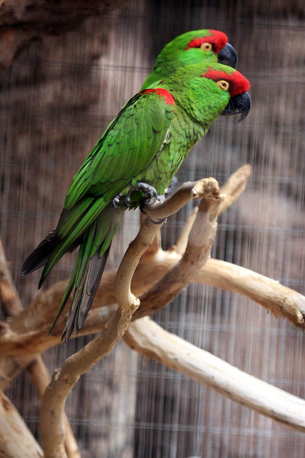 厚嘴鹦哥 / Thick-billed Parrot / Rhynchopsitta pachyrhyncha