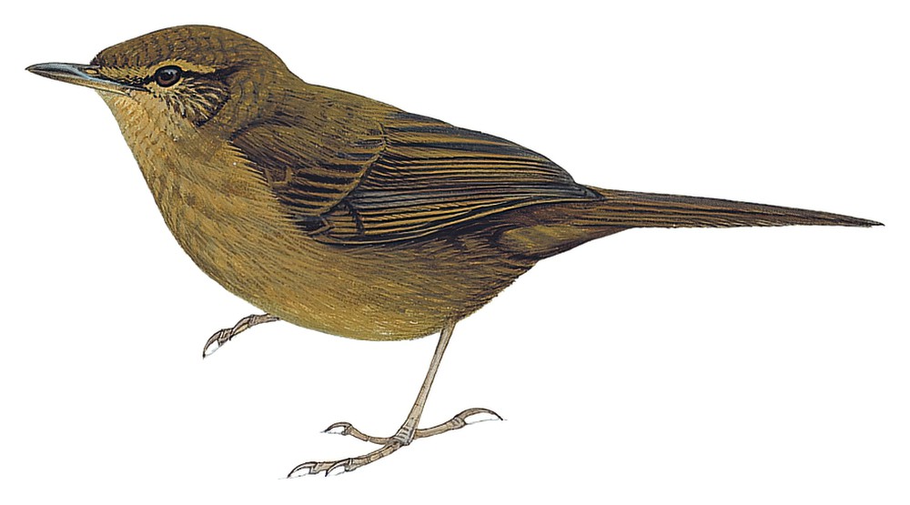 喀麦隆短翅莺 / Evergreen Forest Warbler / Bradypterus lopezi