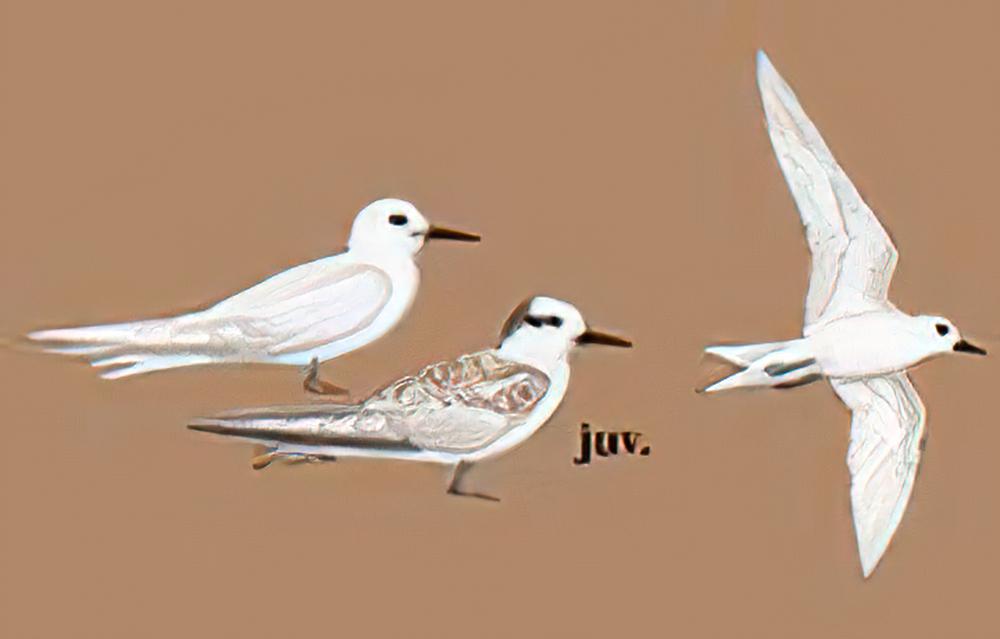 白玄鸥 / White Tern