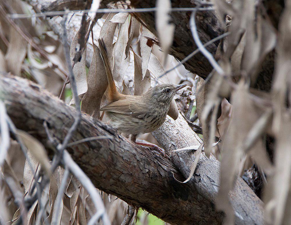 栗尾地刺莺 / Chestnut-rumped Heathwren / Hylacola pyrrhopygia