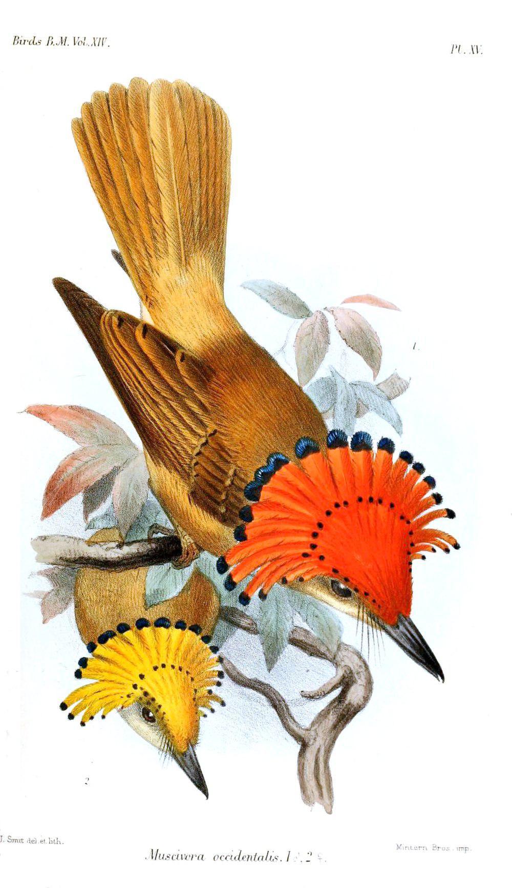西皇霸鹟 / Pacific Royal Flycatcher / Onychorhynchus occidentalis