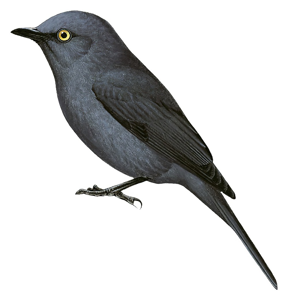 黄眼黑鹟 / Yellow-eyed Black Flycatcher / Melaenornis ardesiacus