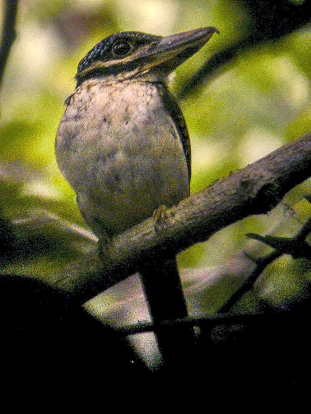 钩嘴翠鸟 / Hook-billed Kingfisher / Melidora macrorrhina