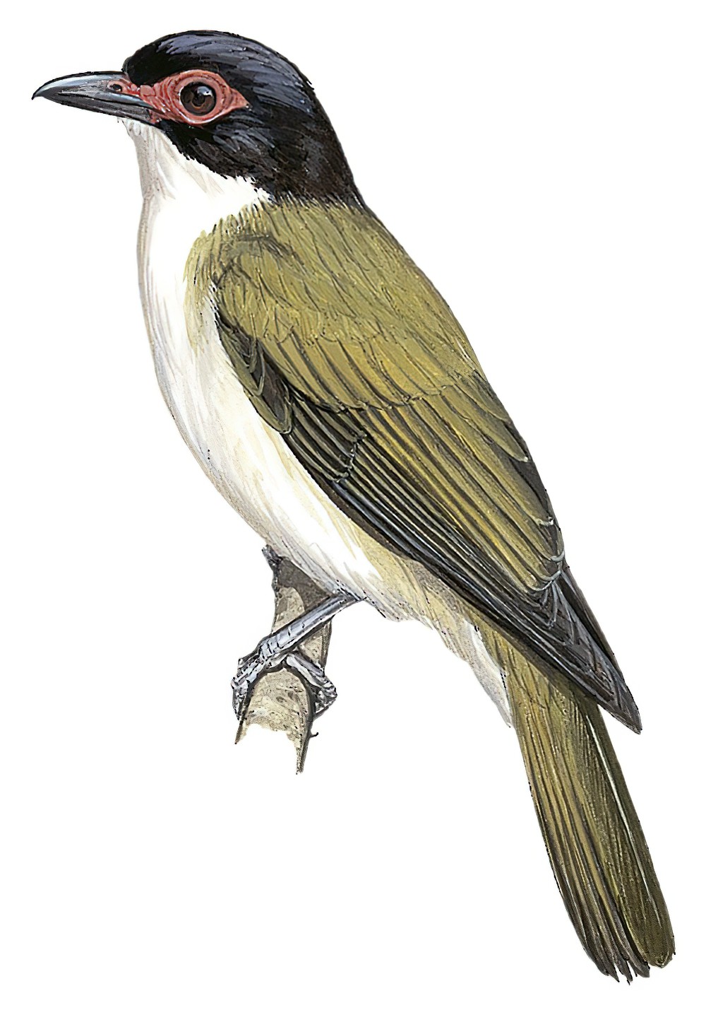白腹裸眼鹂 / Wetar Figbird / Sphecotheres hypoleucus