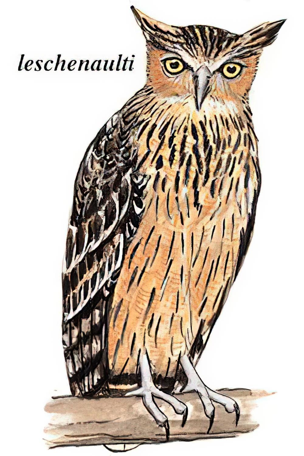 褐渔鸮 / Brown Fish Owl / Ketupa zeylonensis