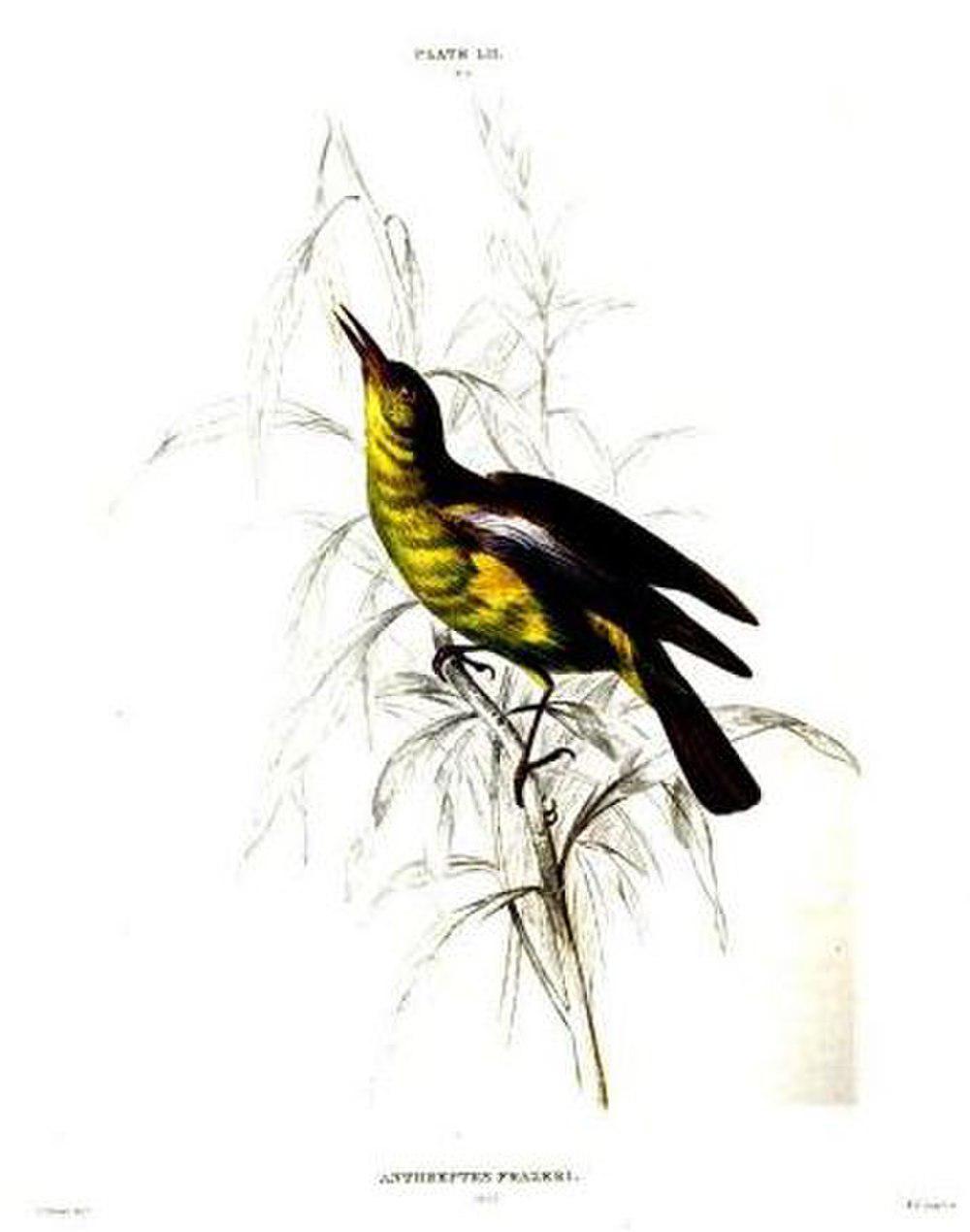 红领太阳鸟 / Fraser\'s Sunbird / Deleornis fraseri