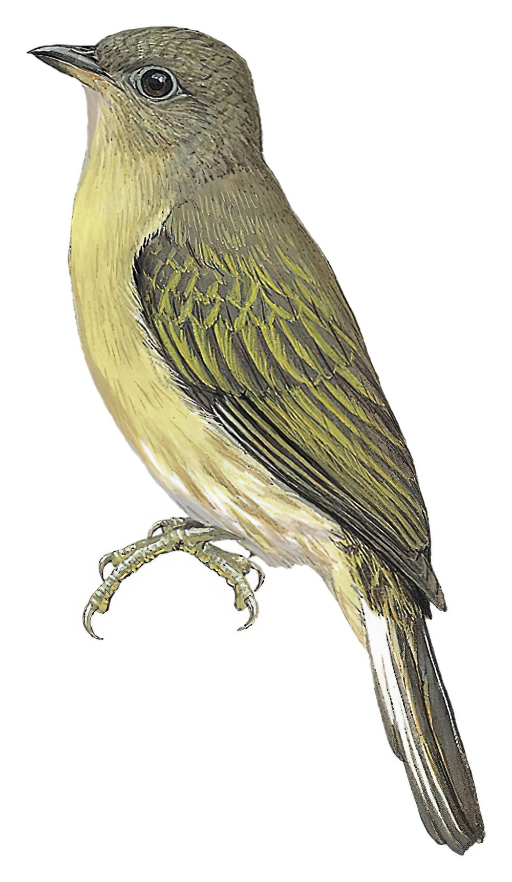 中非响蜜䴕 / Zenker's Honeyguide / Melignomon zenkeri