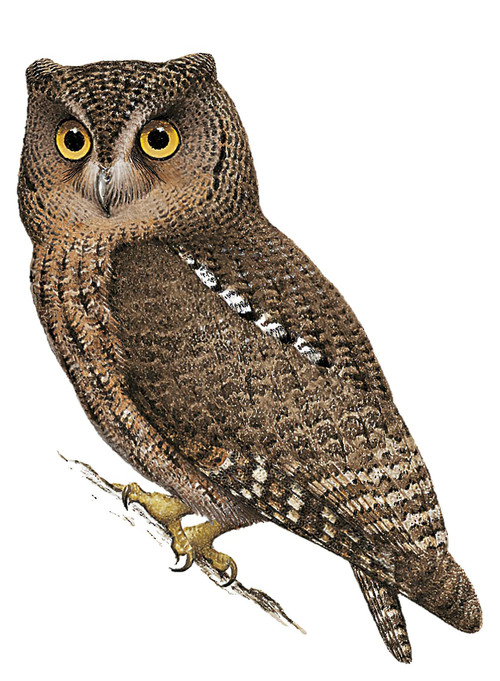 苏拉角鸮 / Sula Scops Owl / Otus sulaensis