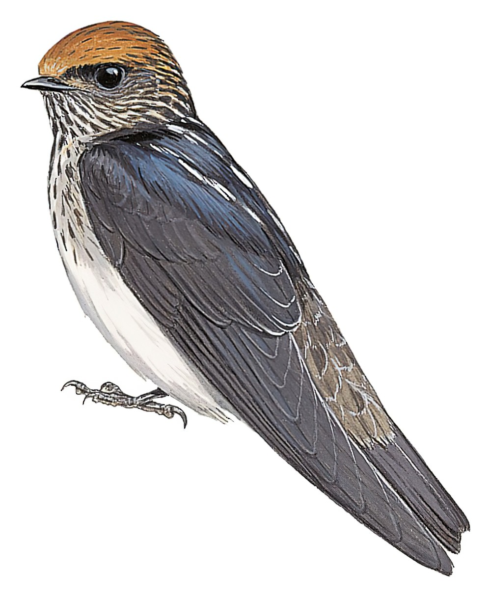 黄额燕 / Streak-throated Swallow / Petrochelidon fluvicola