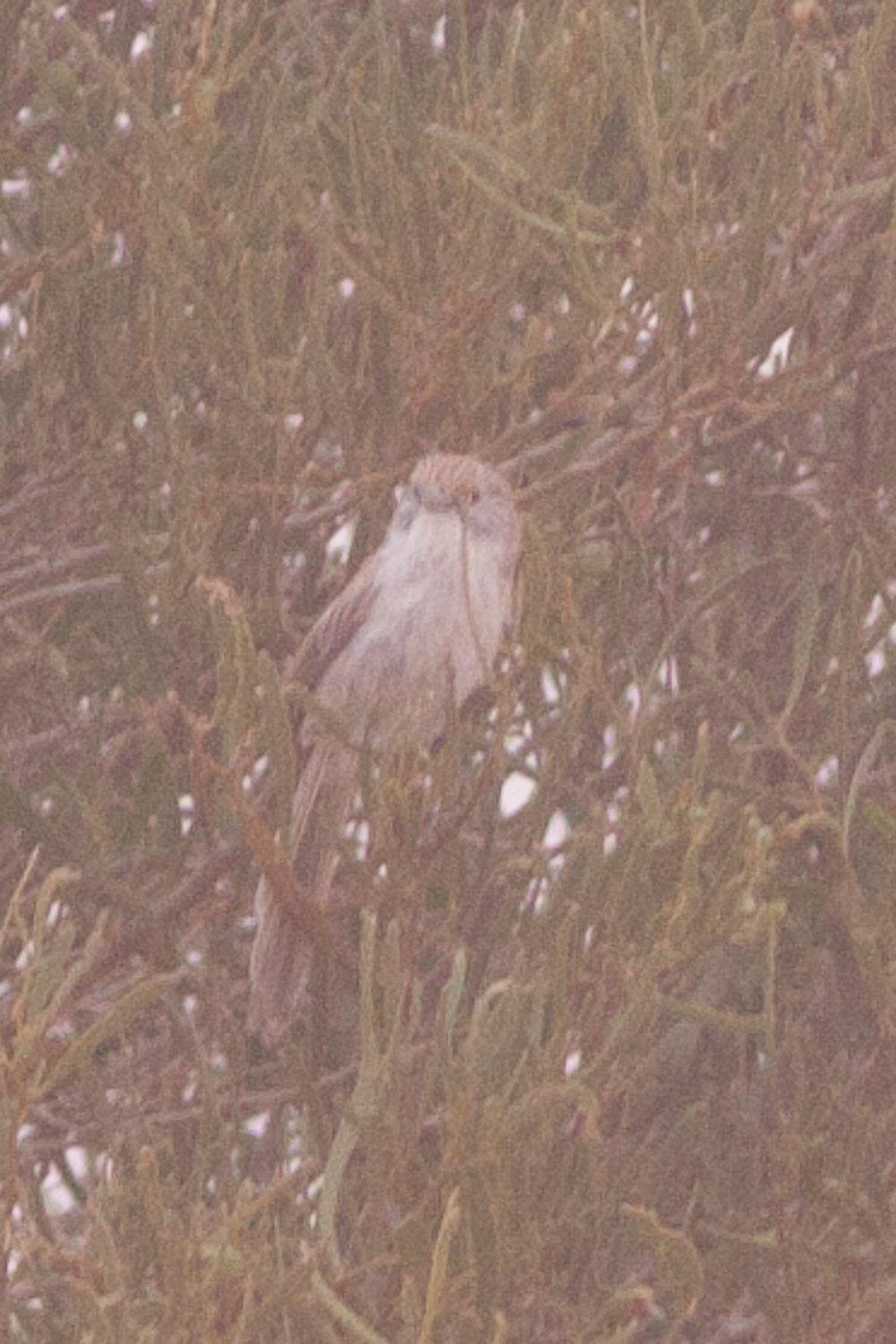 埃坎草鹩莺 / Eyrean Grasswren / Amytornis goyderi