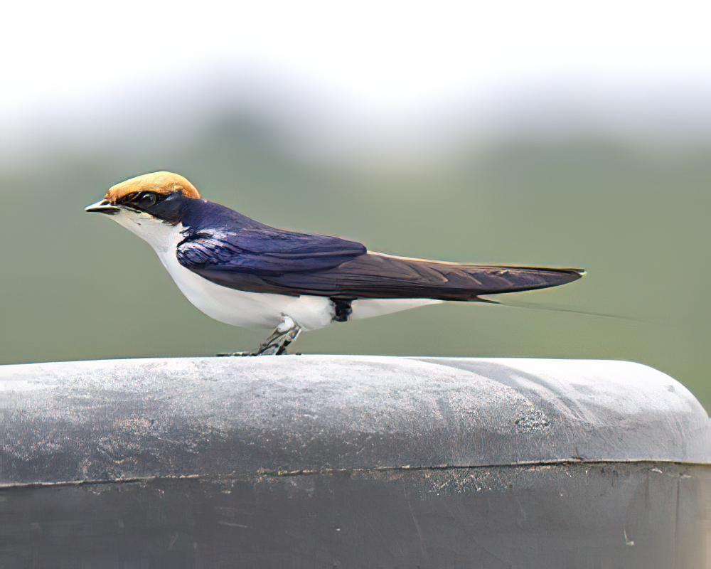 线尾燕 / Wire-tailed Swallow / Hirundo smithii