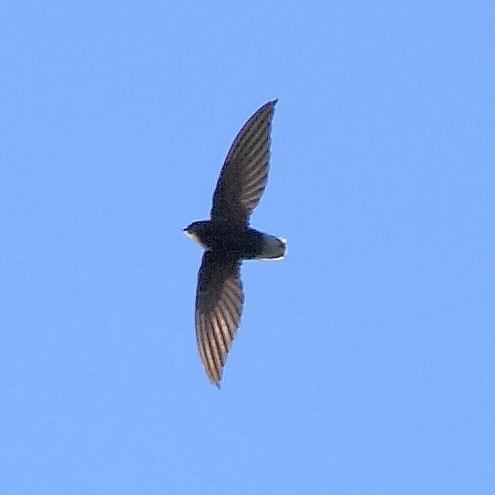 短尾雨燕 / Short-tailed Swift / Chaetura brachyura