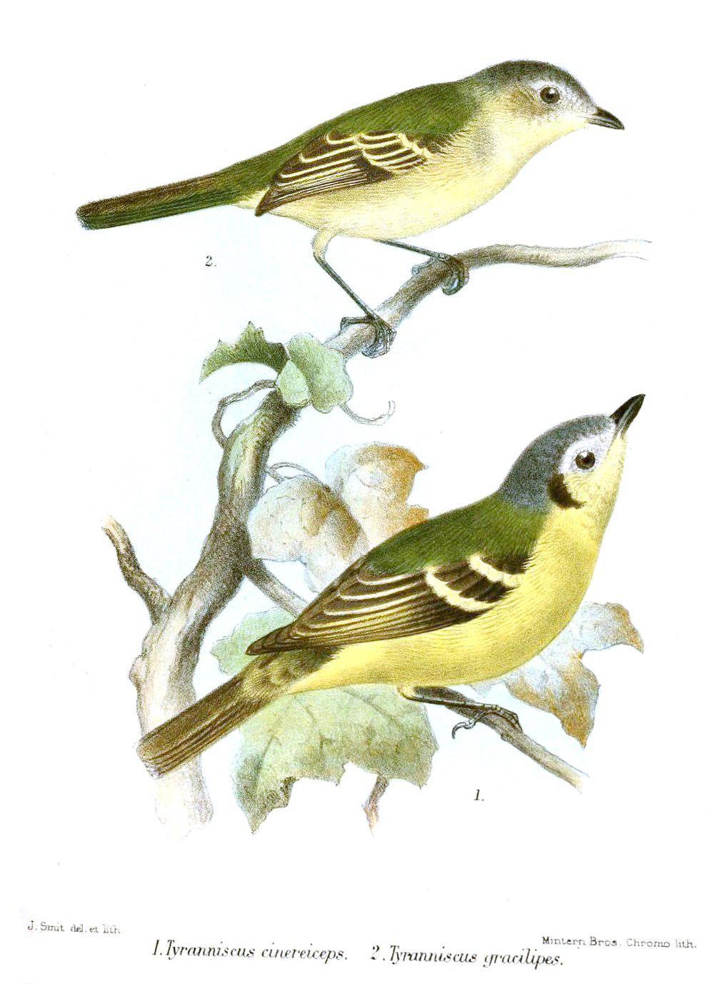 细脚小霸鹟 / Slender-footed Tyrannulet / Zimmerius gracilipes