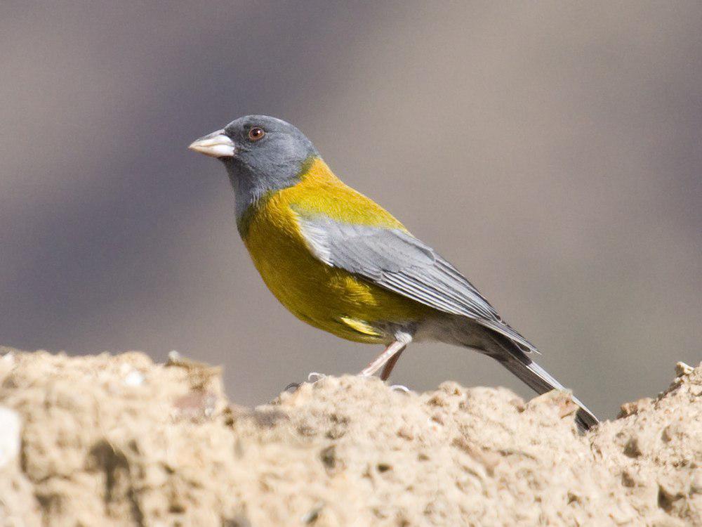 秘鲁岭雀鹀 / Peruvian Sierra Finch / Phrygilus punensis