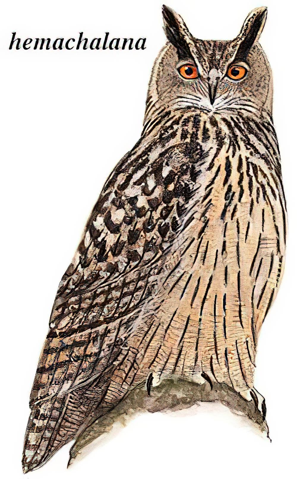 雕鸮 / Eurasian Eagle-Owl / Bubo bubo