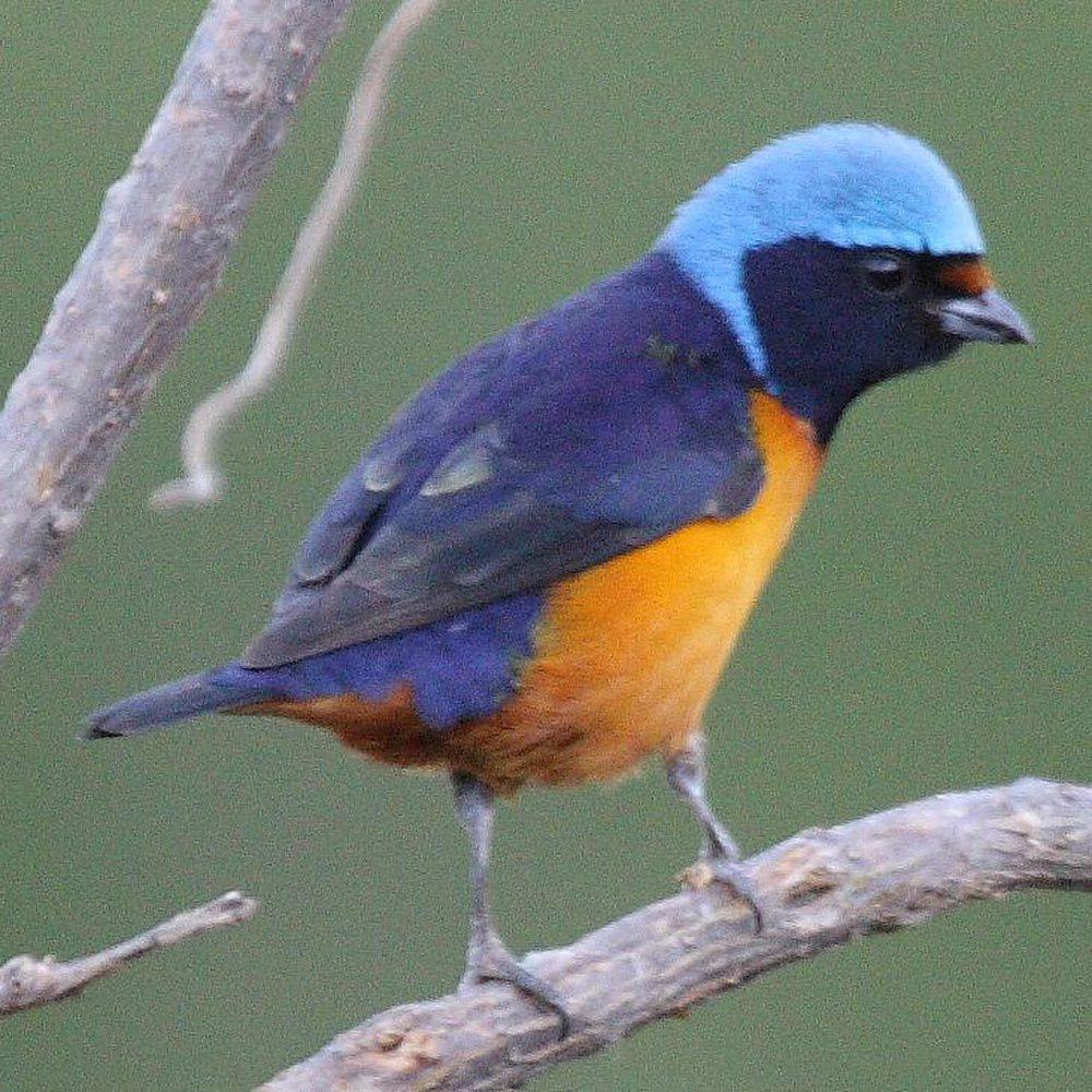 亮丽歌雀 / Elegant Euphonia / Euphonia elegantissima