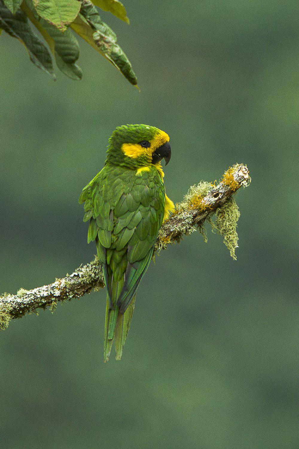 黄耳鹦哥 / Yellow-eared Parrot / Ognorhynchus icterotis