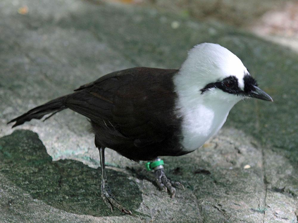 黑白噪鹛 / Sumatran Laughingthrush / Garrulax bicolor