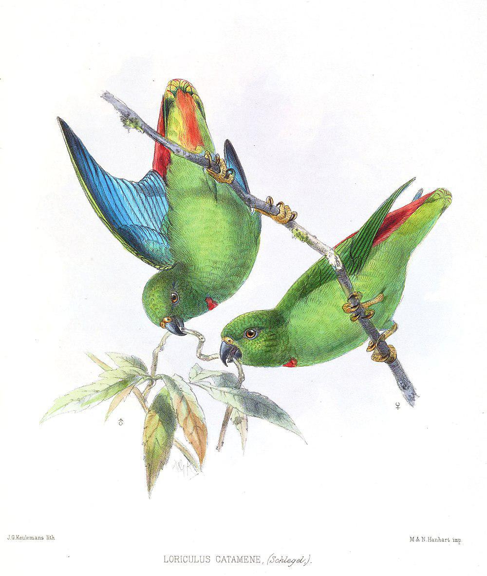 桑岛短尾鹦鹉 / Sangihe Hanging Parrot / Loriculus catamene